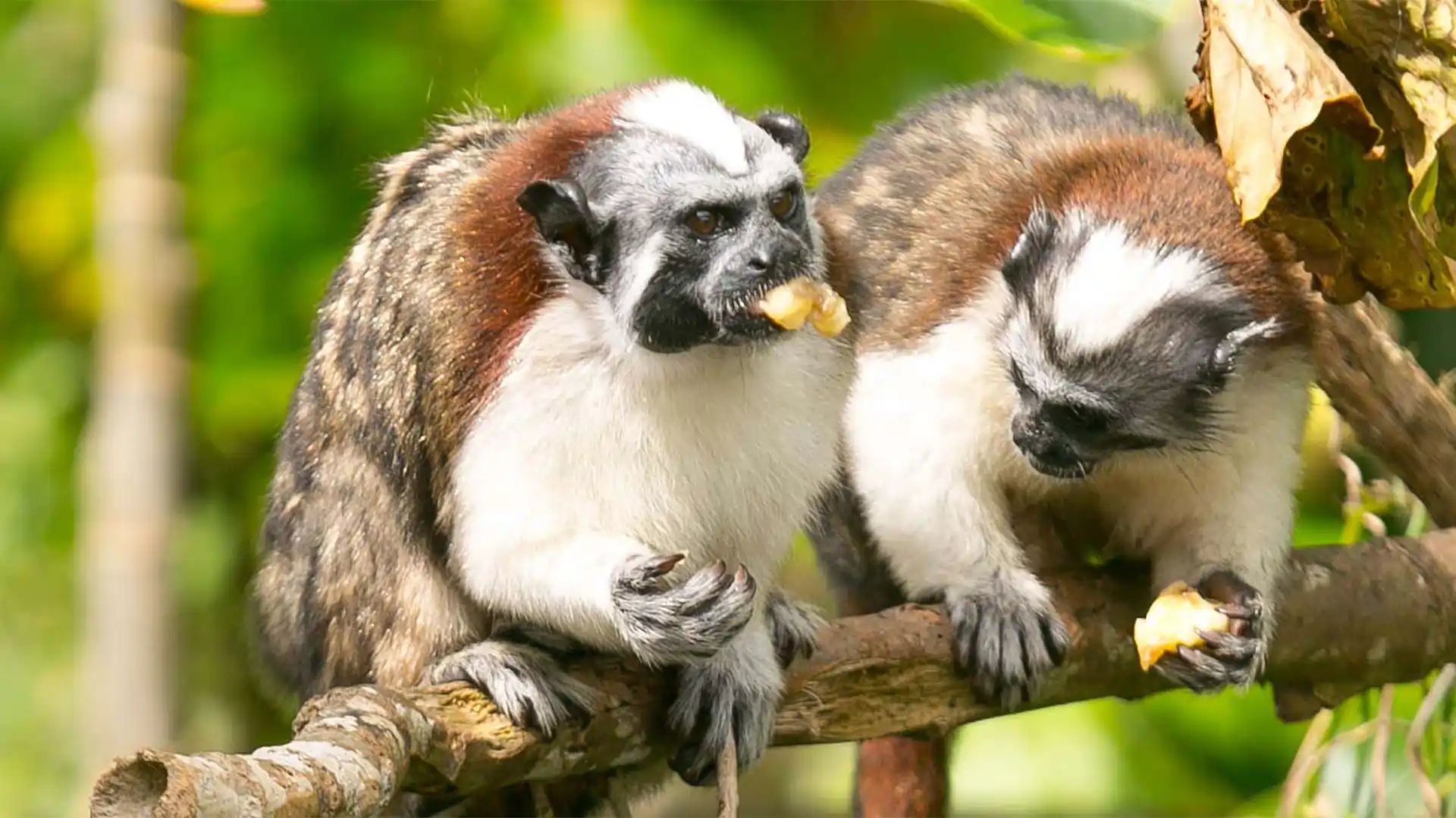 gpbt-monkey-island-top-1